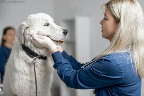 Veterinär som undersöker hund